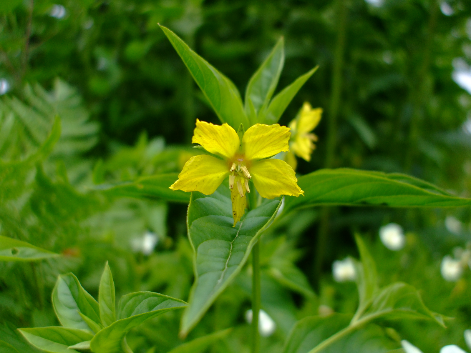 Lysimachia ciliata